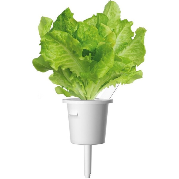 Click-and-Grow-zeleny-salat-kapsle-se-seminky-a-substratem-3ks