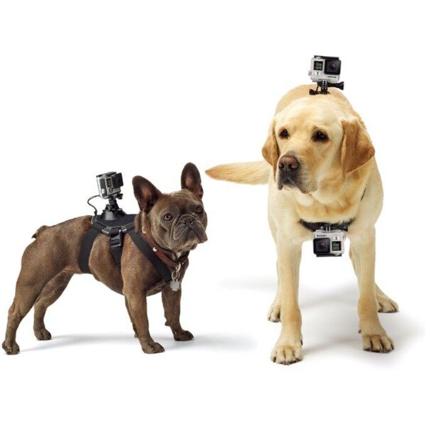 GoPro-Fetch-postroj-pro-psy