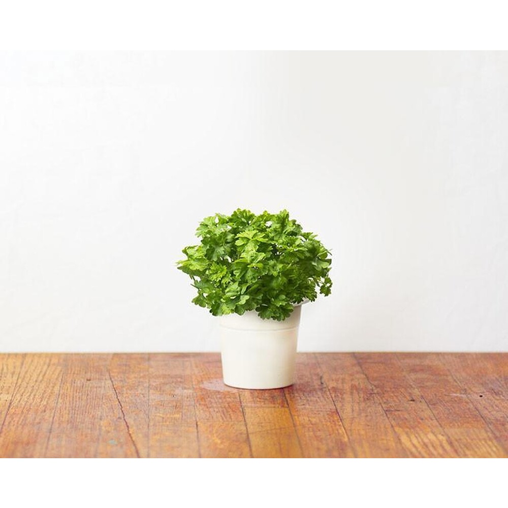 Click-and-Grow-petrzel-kapsle-se-seminky-a-substratem-3ks