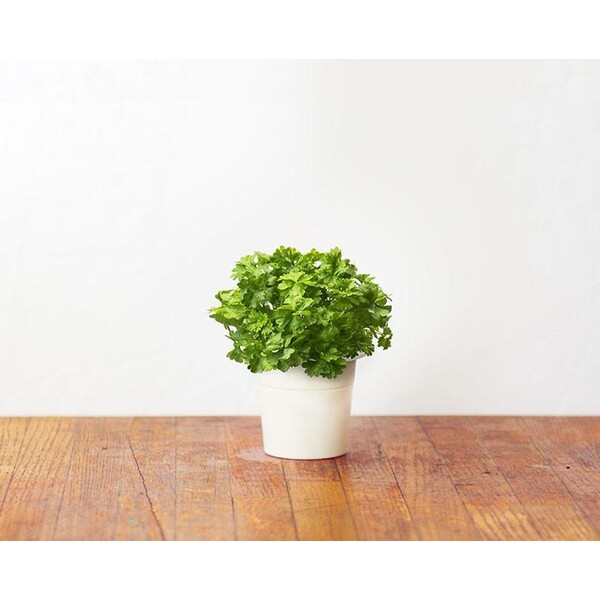 Click-and-Grow-petrzel-kapsle-se-seminky-a-substratem-3ks