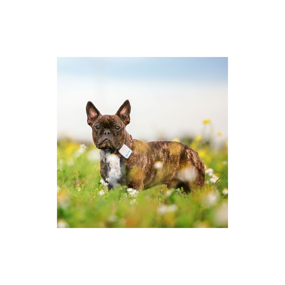 Tractive-GPS-Tracker-pro-domaci-mazlicky