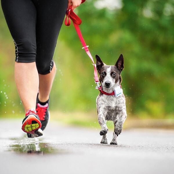 Tractive-GPS-Tracker-pro-domaci-mazlicky