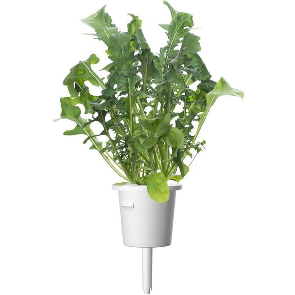 Click-and-Grow-rukola-kapsle-se-seminky-a-substratem-3ks