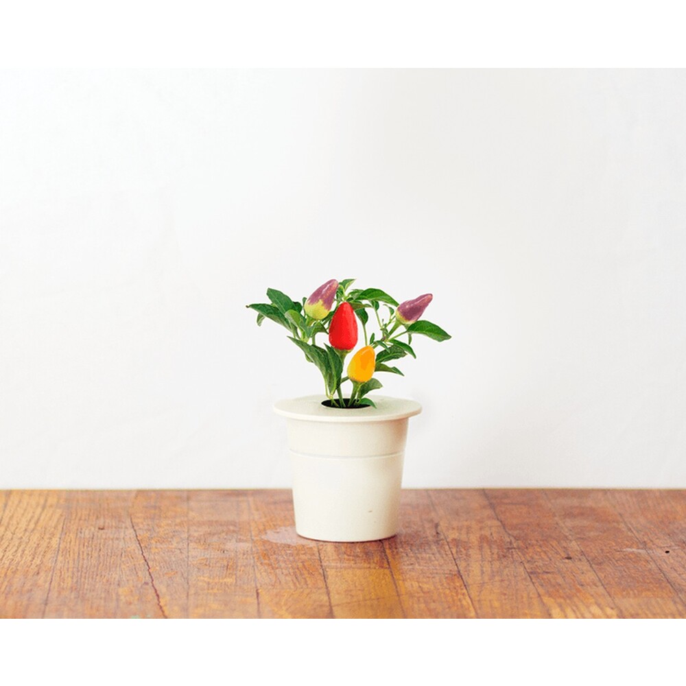 Click-and-Grow-chilli-papricky-kapsle-se-seminky-a-substratem-3ks