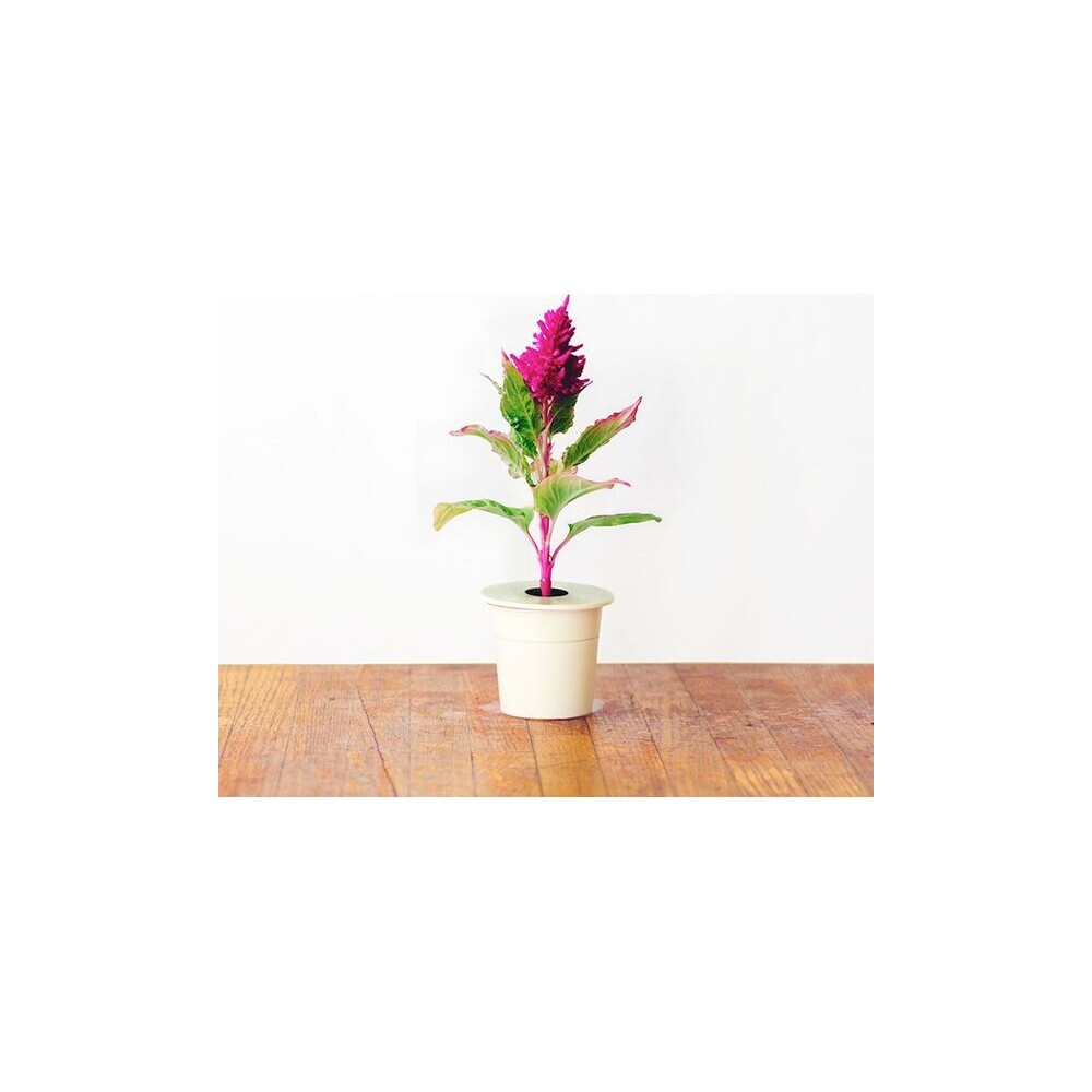 Click-and-Grow-Nevadlec-celosia-kapsle-se-seminky-a-substratem-3ks