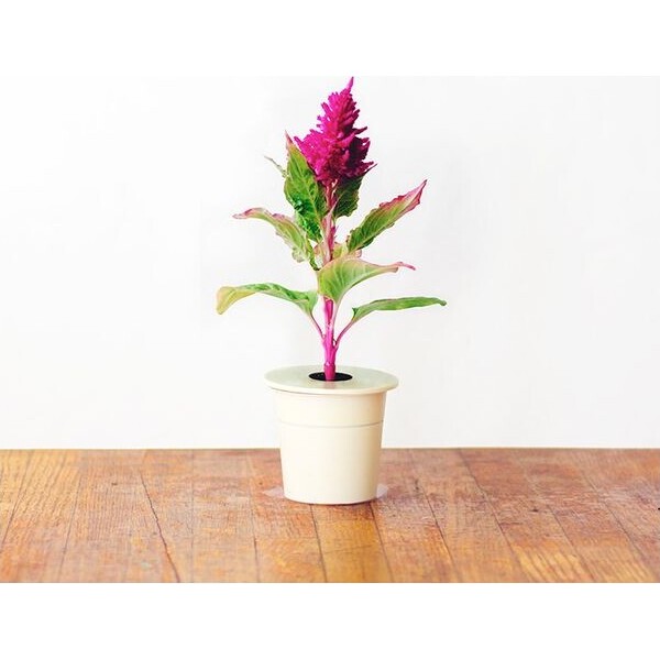 Click-and-Grow-Nevadlec-celosia-kapsle-se-seminky-a-substratem-3ks