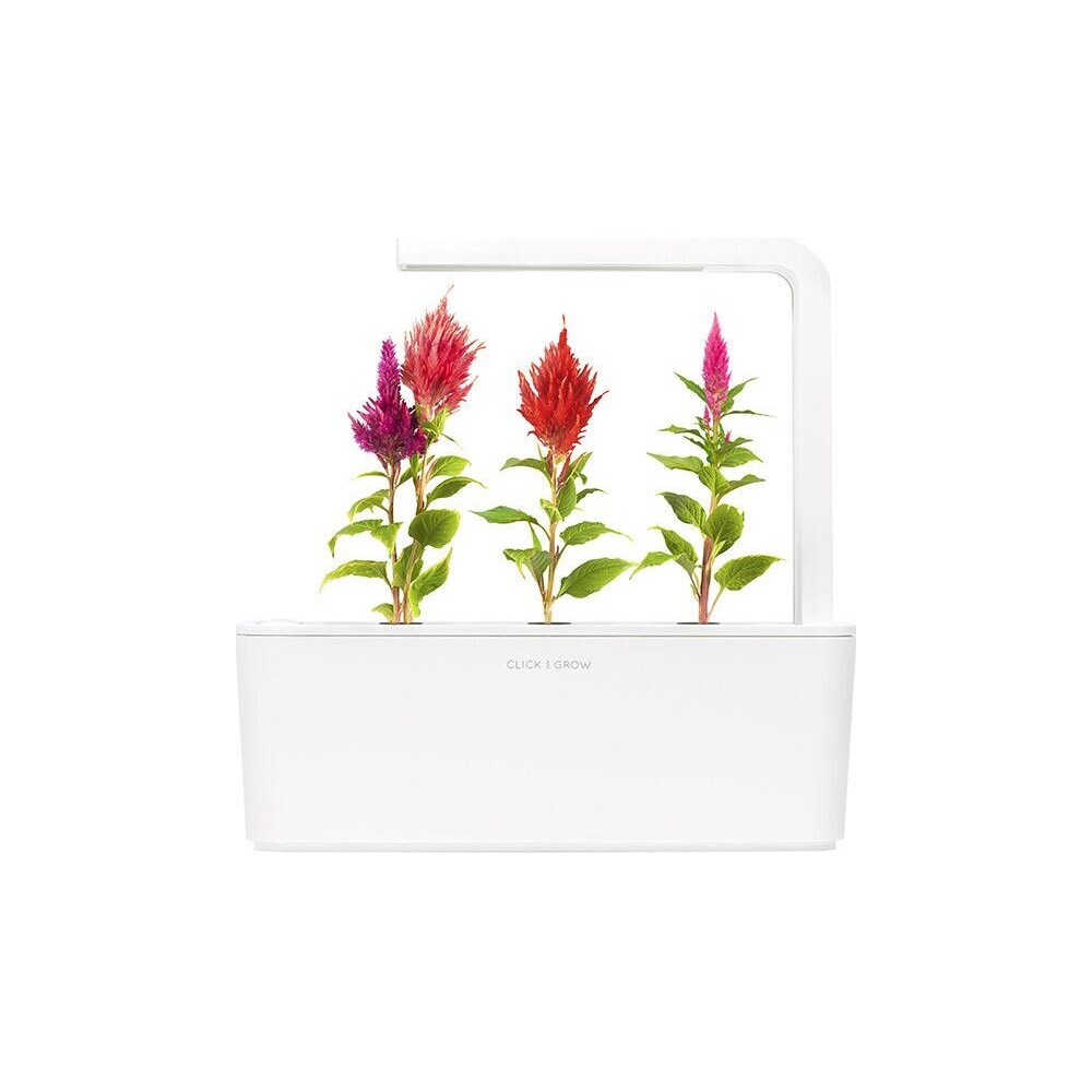 Click-and-Grow-Nevadlec-celosia-kapsle-se-seminky-a-substratem-3ks