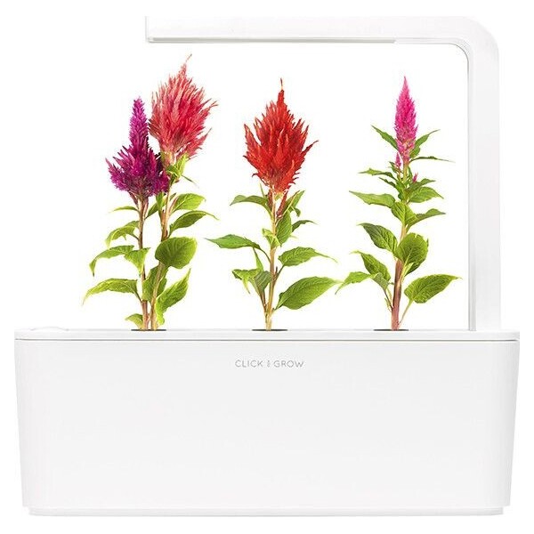Click-and-Grow-Nevadlec-celosia-kapsle-se-seminky-a-substratem-3ks