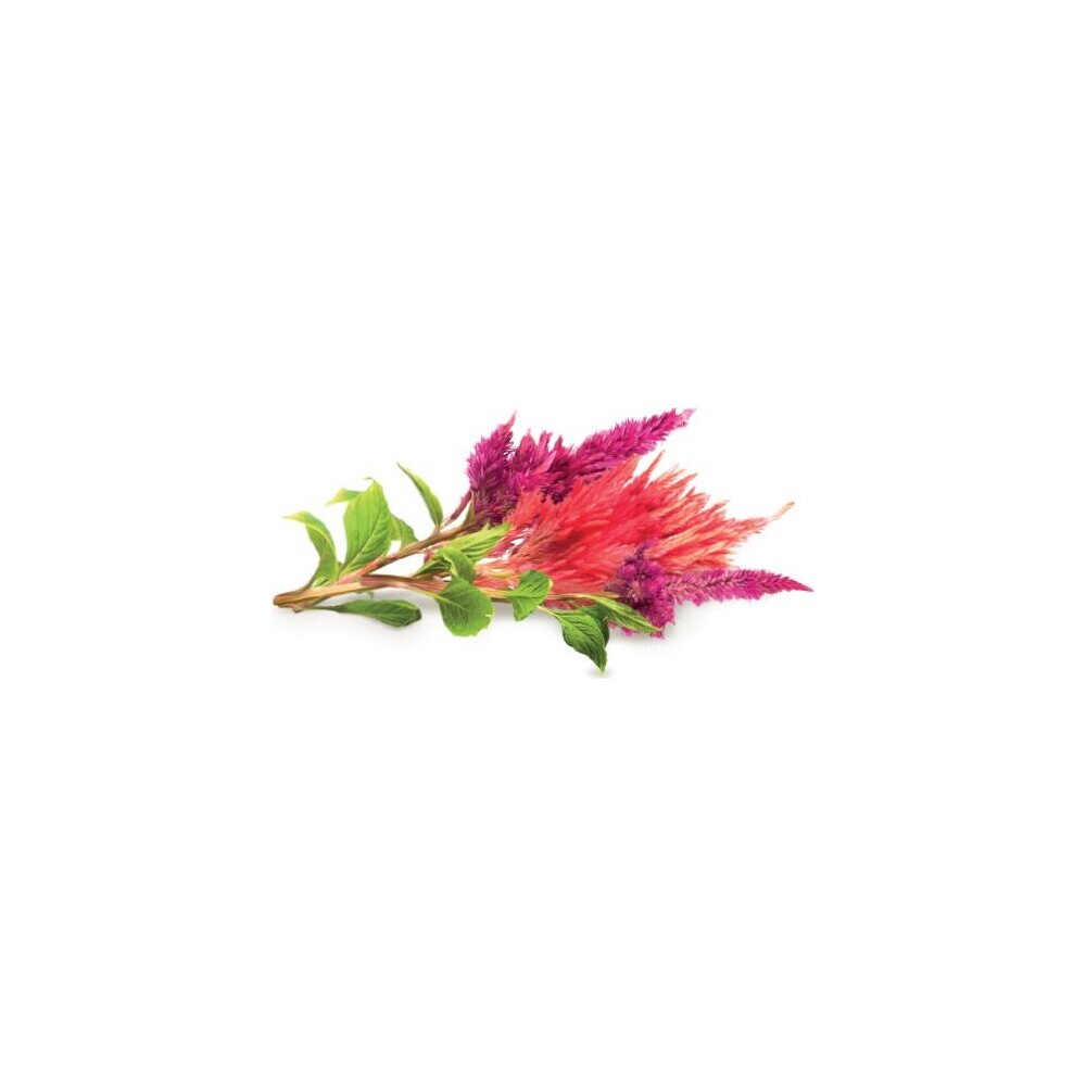 Click-and-Grow-Nevadlec-celosia-kapsle-se-seminky-a-substratem-3ks