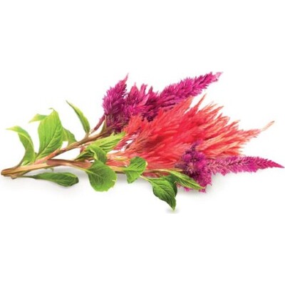 Click and Grow Nevadlec (celosia), kapsle se semínky a substrátem 3ks