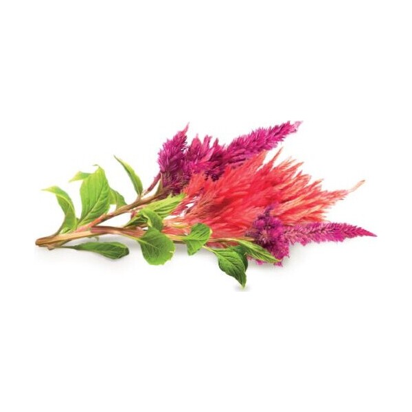 Click-and-Grow-Nevadlec-celosia-kapsle-se-seminky-a-substratem-3ks